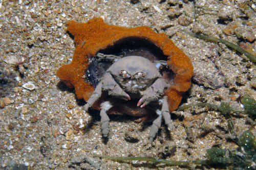 realmonstrosities: Sponge Crabs are crabs who carry a big chunk of sponge around with them wher