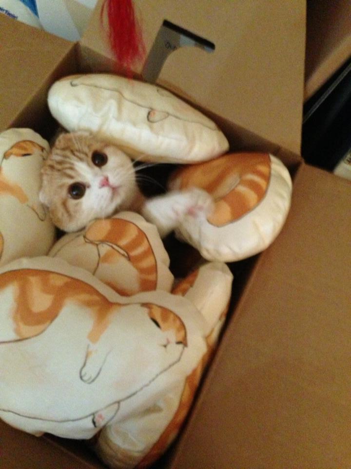 waffles-the-cat:  Peekaboo you can’t see me! Pillows here 