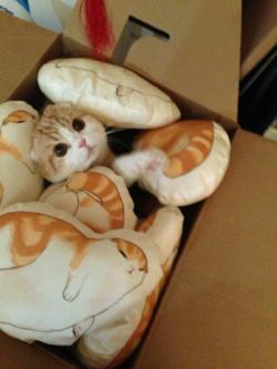 waffles-the-cat:  Peekaboo you can’t see