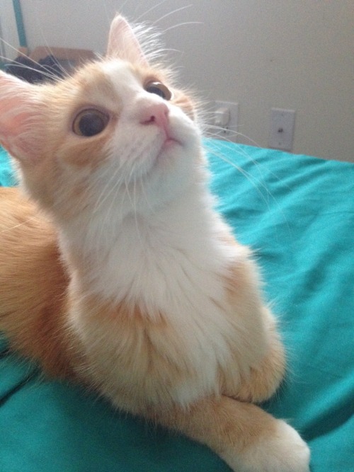 youngblackandvegan:petitetimidgay:This is the adorable Flossie. She was also a rescue, and the first
