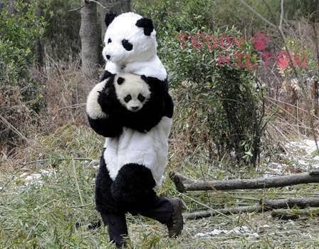 poodge:  hectorsalamanca:   Panda researchers in China wear panda costumes to give