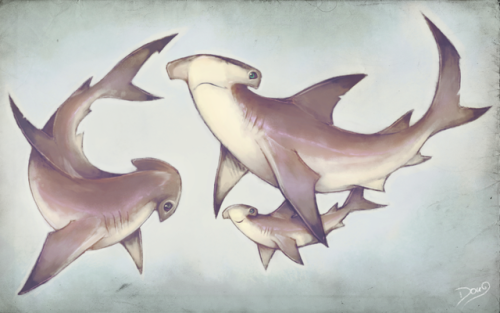 spiritual-soul-garden:PROTECT SHARKS | ART BY astral-requin.deviantart