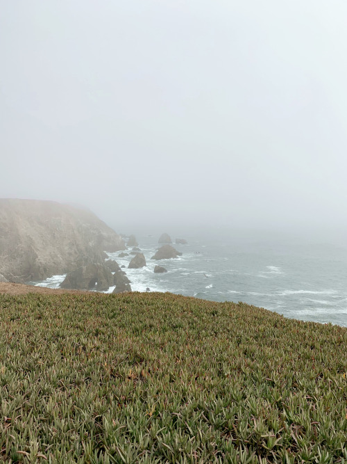 A dreamy day at Bodega Head made better by afternoon fog. Summer at Bodega Head is my favorite as th