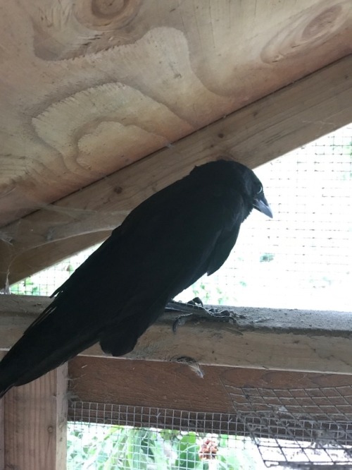 niteclaw:  Found an injured crow (couldn’t fly) at my local park today. It’s spending the night in the empty quail coop in the back yard then taking a trip to the humane society in the morning. Beautiful animals 🖤