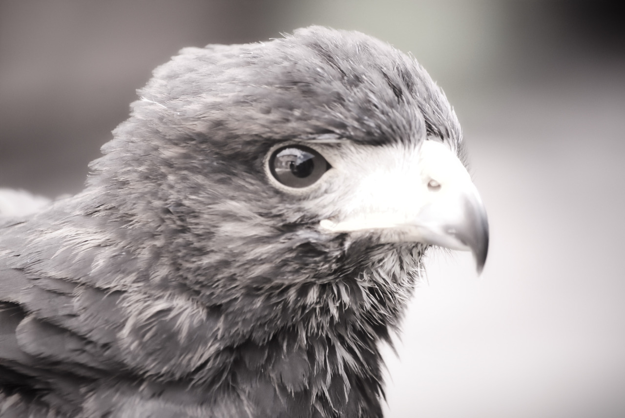 solohawk:  Solo, B&amp;W 1 Some of my favourite photos I took of Solie, that