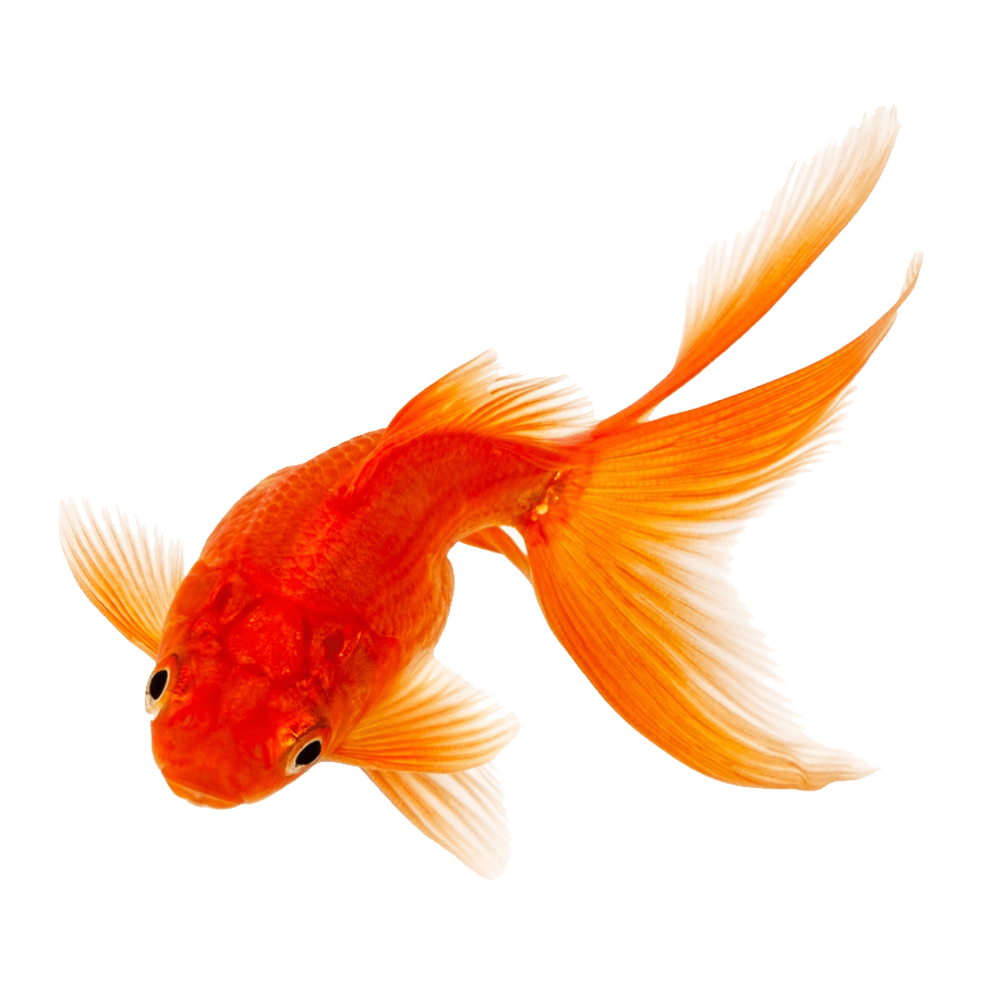 fishy
