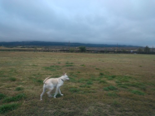 Juvia’s kinda blurry in this picture but I love it anyways. She was super excited to go walking yesterday, and I was super excited that it’s getting dark and gloomy and chilly.