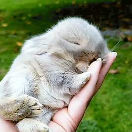 warm-positivity:[two gifs of a small bunny laying on someone’s hand which they are nuzzling into.]