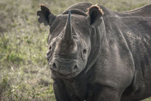 Because of its tiny eyes, it was commonly believed that the black rhinoceros has very poor vision.&n