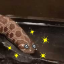 snake-drinking-gif-every-day: