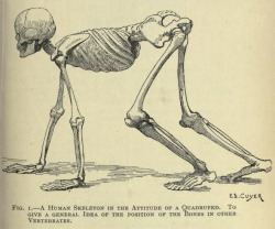 nemfrog:Fig. 1. Human skeleton is the attitude of a quadruped.  Artistic anatomy of animals. 1905.