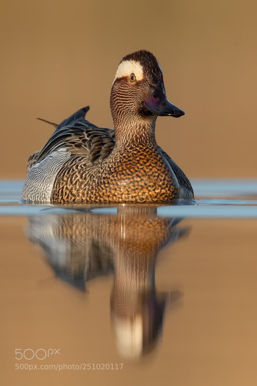 Garganey Reflection by LorenzoMagnolfi1