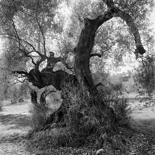 Jacques-Berthet : Olive Trees from a variety of territories around the Mediterranean 