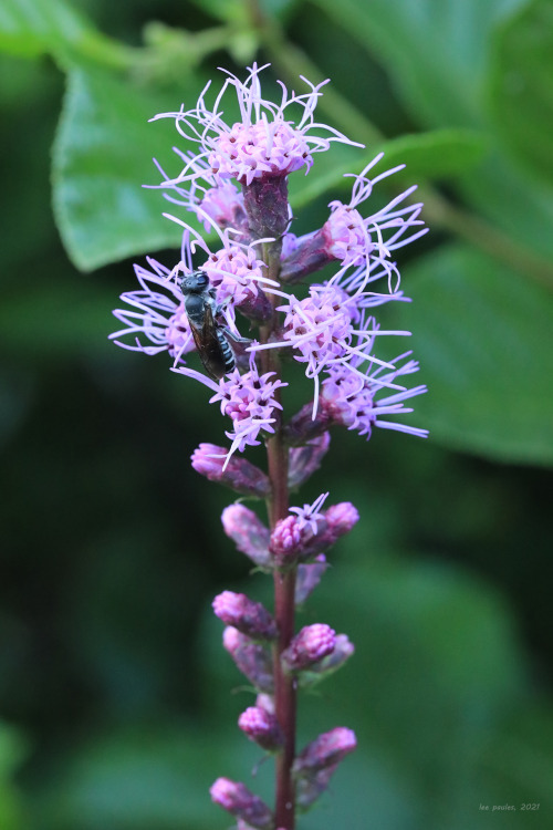 Dense blazing star (Liatris spicata) is just now coming into bloom at the edge of the alder swamp at