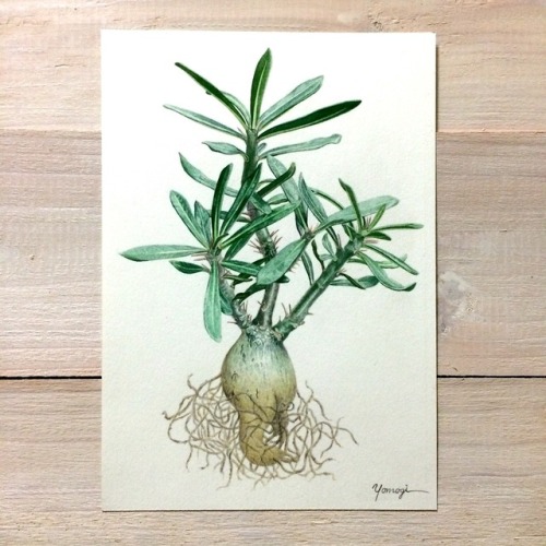 pachypodium