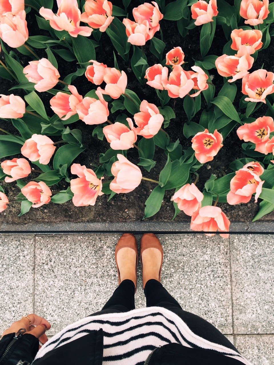vousetesmoncoeurr:  Apricot Perfection Tulips at the Keukenhof Gardens for #TulipTuesday