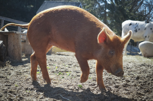 Wishing Well Sanctuary, in Bradford, Ontario, has started having their tour days.  They are trying o