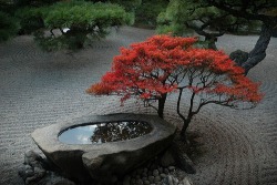 cafeinevitable:  Japanese Garden 