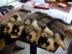 lesb0:  husky pups :))