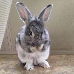 Sara’s babyboy 🐰💙 #bunniesofinstagram