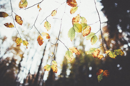 Porn photo { the lake, the forest, the autumn }