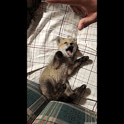 thenatsdorf: Baby fox loves belly rubs. (via