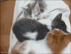 4gifs:  Surrendered to the cuddle huddle 