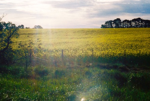 The farmers grow sunshine here, in Victoria country. Fields of yellow canola amongst the patchwork o