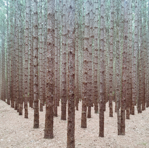 sitoutside:   Lost in a forest   by  Reuben Wu  
