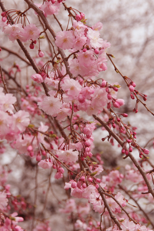 deoxify: Pink Sakura, Shiba Koen, Tokyo (by ScoobyGabrielle)