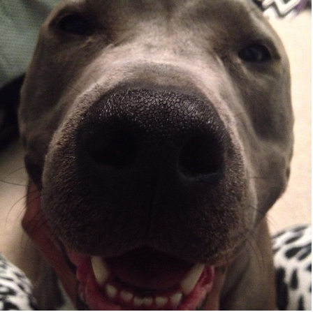 buzzfeed:  Here are all the dogs competing for best pitbull on Instagram.