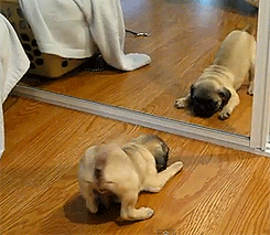 babyanimalposts:  feeling down? you need this baby animal blog in your life!