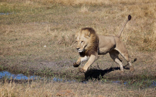 ainawgsd:Though uncommon, maned lionesses have been regularly sighted in the Mombo area of Botswana&