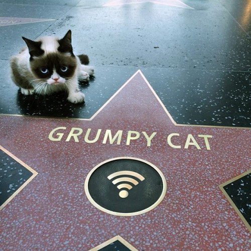 unimpressedcats:realgrumpycat:Hollywood. I hate it.congratulations tardar sauce !!!!! 