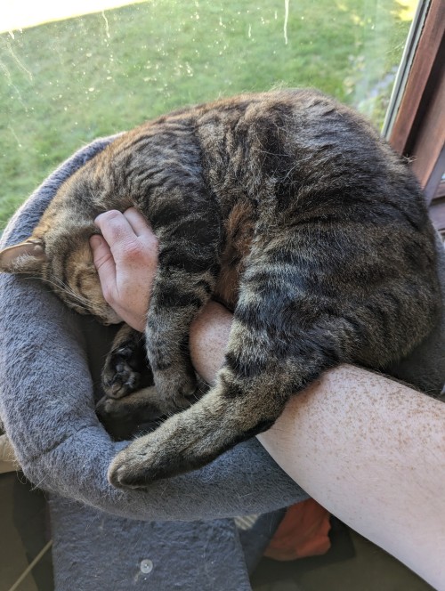 I've Posted Pictures Of My Orange Boy Diesel Here Before But Not Of My Older Tabby Thelma.