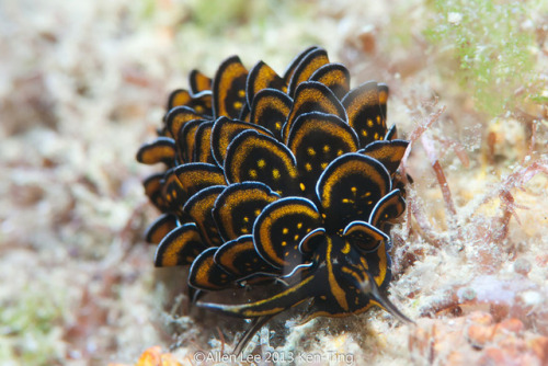 sixpenceee: A compilation of the coolest sea slugs! From top to bottom we have. Phyllodesmium Poind