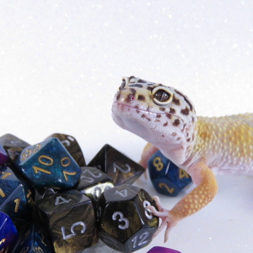kobaltkreations: demonelfknight:   boxodice:   Dragon Hoard- Apollo. She’s a tricky one who doesn’t like being near the populace, She has a heart of gold and a flare for magic.    LOOK AT THIS ADORABLE KEEPER OF DICE!!!   @iguanamouth  