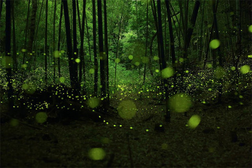 from89:  Fireflies in the Forests of Nagoya City (by Yume Cyan)   Amazing.