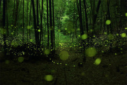 hellodaxushi:  Yume Cyan - long exposure fireflies 