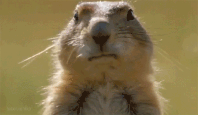 carlboygenius:  Baby Animal Cuteness Attack 