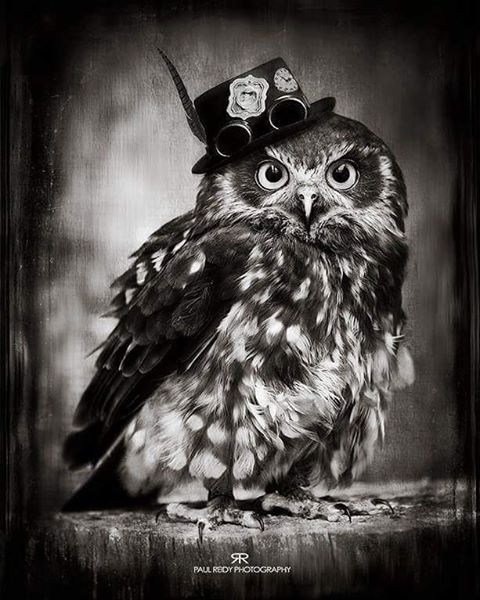 steampunktendencies:  Owl by Paul Reidy Photography #steampunktendencies #steampunk