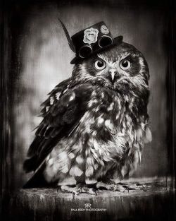 steampunktendencies:  Owl by Paul Reidy Photography #steampunktendencies #steampunk #art #owl 