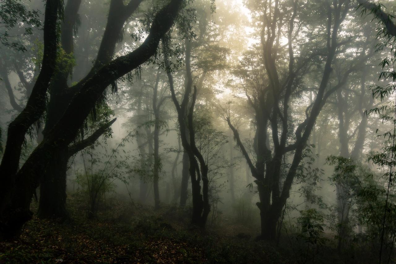 Jurassic Forest. Annapurna, Nepal [OC][5456x3632] via /r/EarthPorn http://ift.tt/2wvfG39