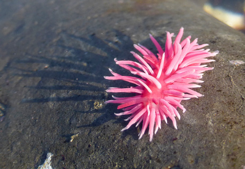 waterbody: Hopkin’s Rose nudibranch (Hopkinsia rosacea) San Mateo county CA, Dec. 2014 / ZS25 