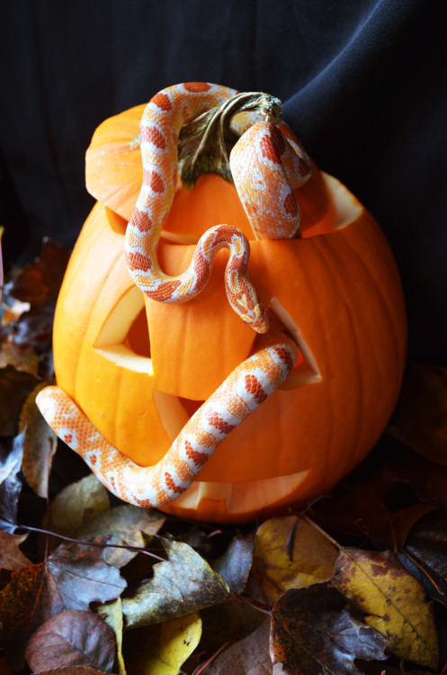 skynotion: fresh-fallen-leaves: sweater weather What a beautiful noodle