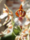 miss-vortex:The Orchid is incredible - not only are there thousands of species all