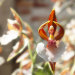 miss-vortex:The Orchid is incredible - not only are there thousands of species all