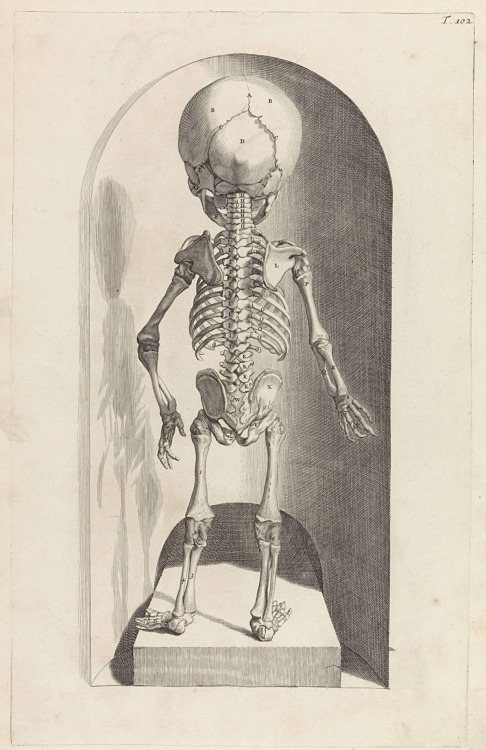 Anatomical study of the skeleton of a fetus, 1685