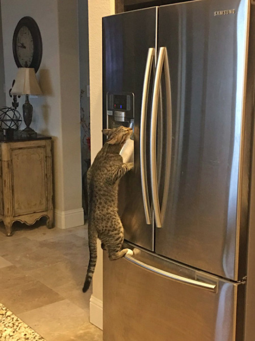babyanimalgifs:  Cats are evolving… via @jennastoya