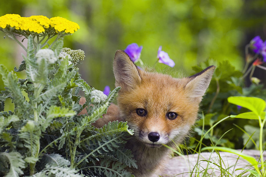pagewoman:     Red Fox Cub ~ Michael DeYoung  